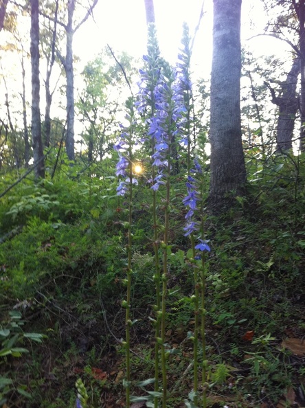 Auxier Ridge_ a year after the fire 21.jpg